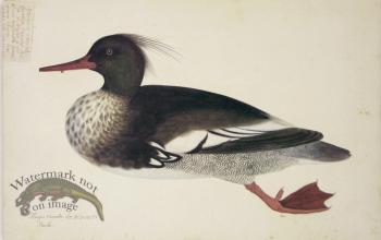 228 Swedish Birds . Mergus Serrator, Red-breasted merganser, Mal